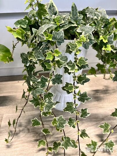 Комнатные растения цветы плющ