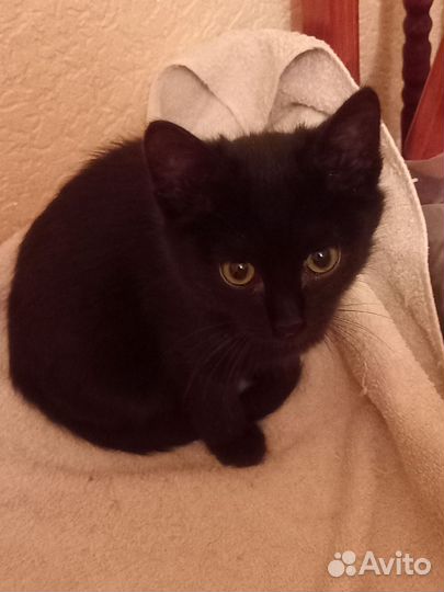 Братцы - Котики