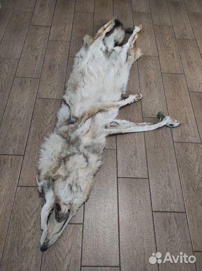 Шкура волка