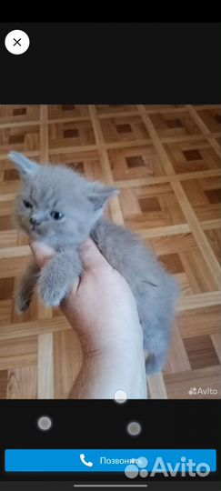 Шотландские котята