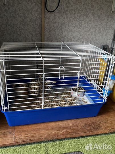 Морская свинка