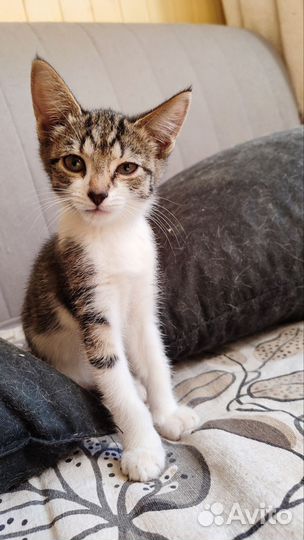 Смешные котики