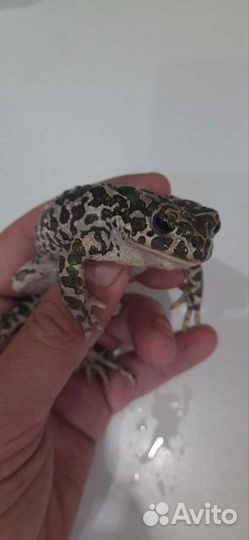 Жаба Bufotes viridis
