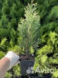 Черенки Туя Смарагд Р9