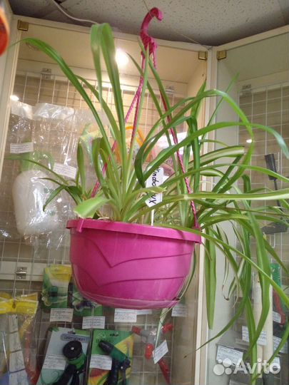 Хлорофитум