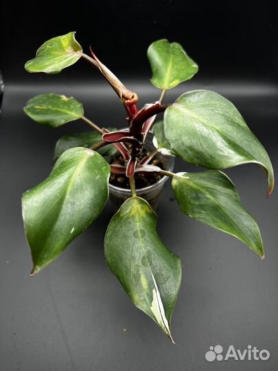 Филодендрон вайт кнайт