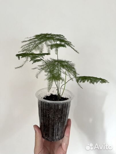 Комнатные растения аспарагус перистый