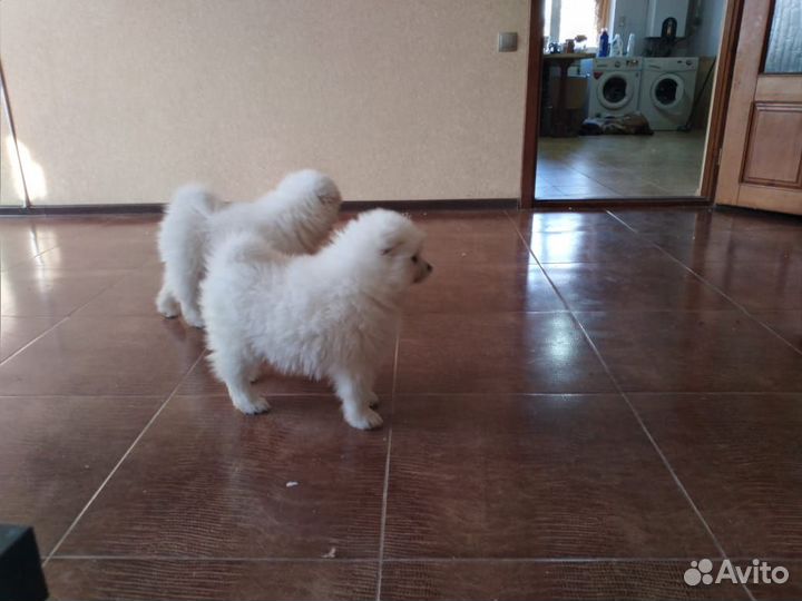 Щенки самоеда-талисман на счастье