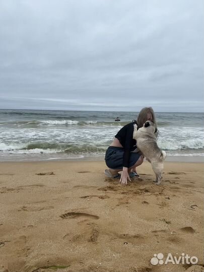 Догситтер, передержка для собак и кошек