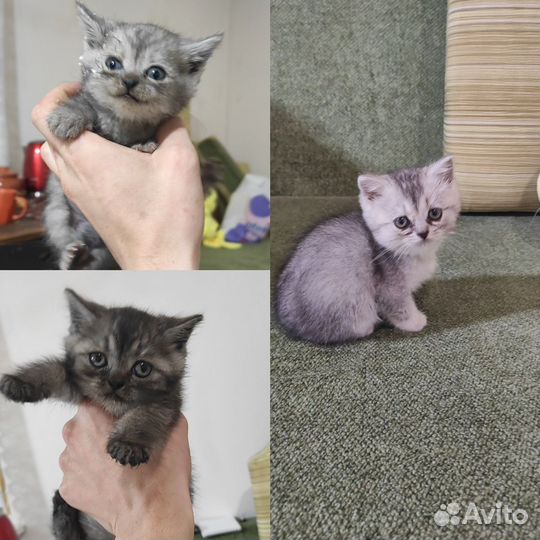 Котята бесплатно