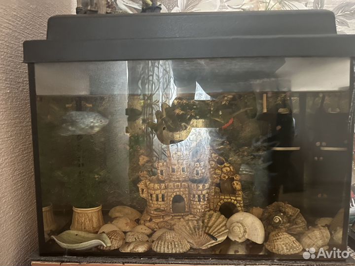 Аквариум