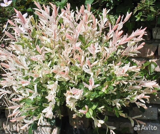 Ива Хакуро нишики, ива На-На, ива Извилистая