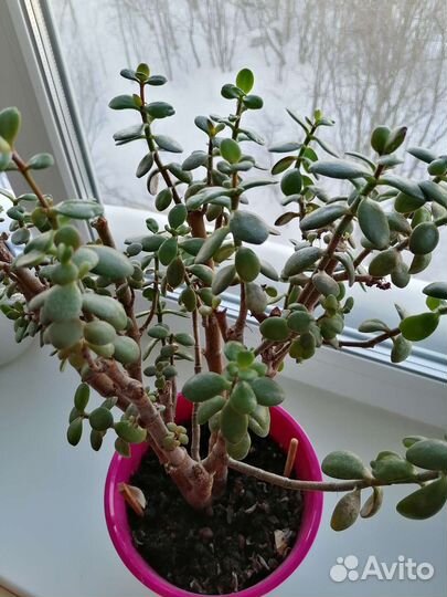 Цветок толстянка