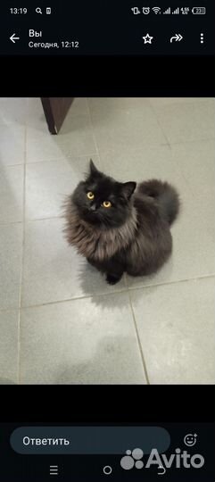 Домашние животные бесплатно кошки