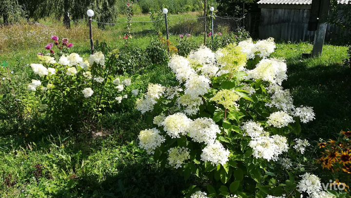 Садовые многолетники