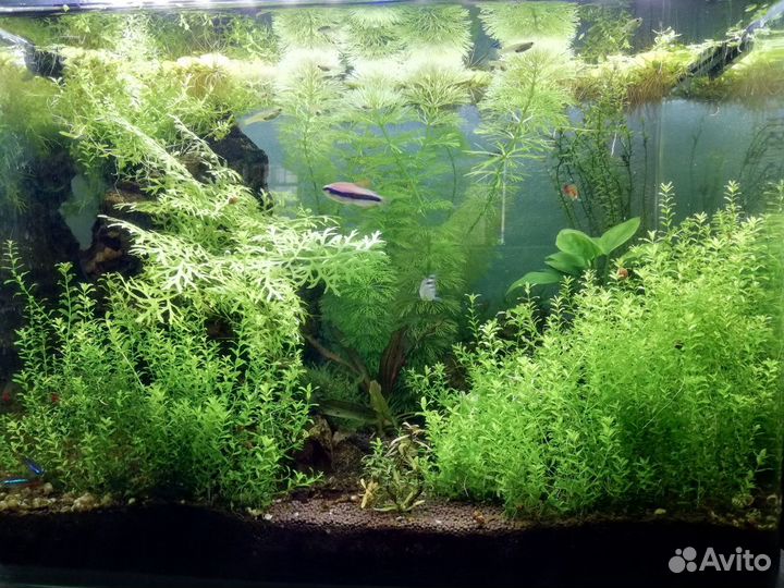 Аква пропант, грунт пропант, грунт для аквариума