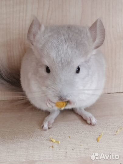 Самцы фиолет носители ангоры, фиолета и сапфира