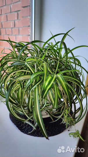 Хлорофитум кудрявый