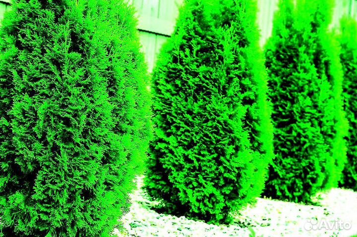 Высокая туя на участок Колумна