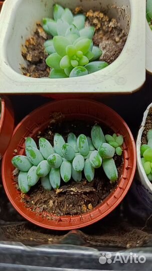 Седум (очиток) Моргана