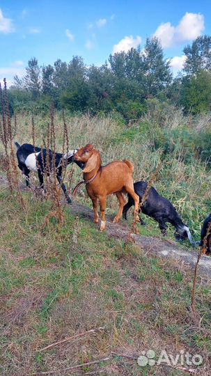 Англо нубийские козы дойные