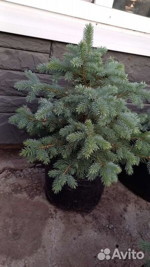 Ель голубая