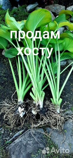 Хоста