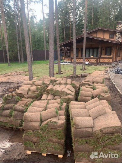 Рулонный газон