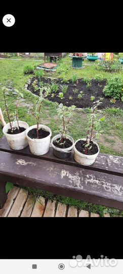 Дерен саженцы