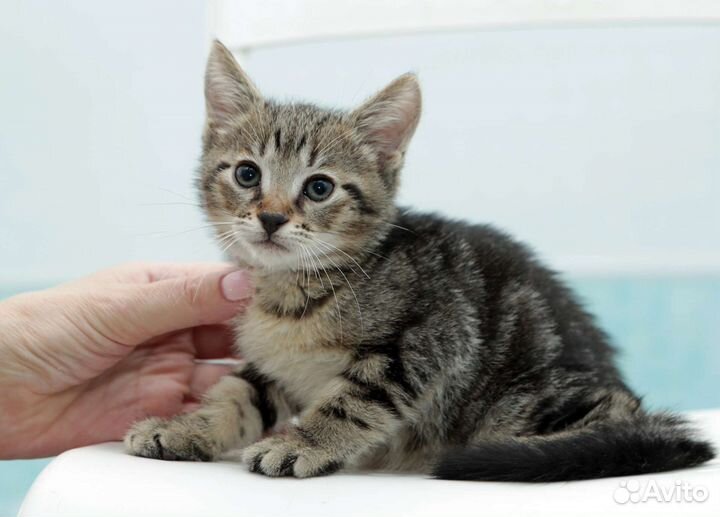 Кошка 2 мес