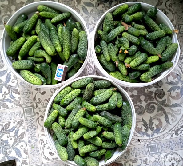 Огурцы свежие, малосольные, солёные домашние