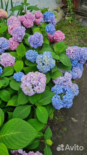 Гортензия крупнолистная сорт 