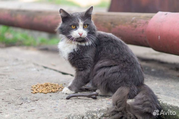Кот ищет дом