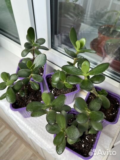 Денежное дерево (крассула)