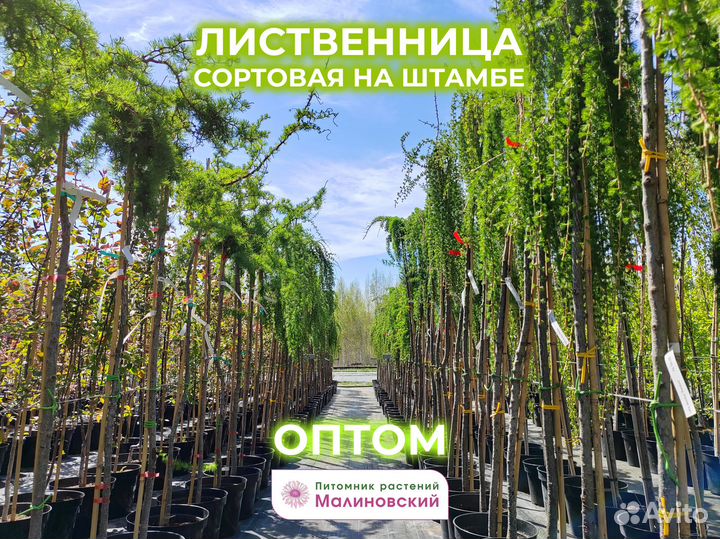 Лиственница Пендула Оптом Питомник