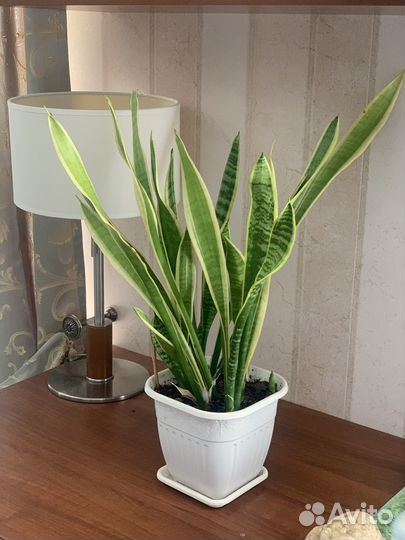 Сансевиерия