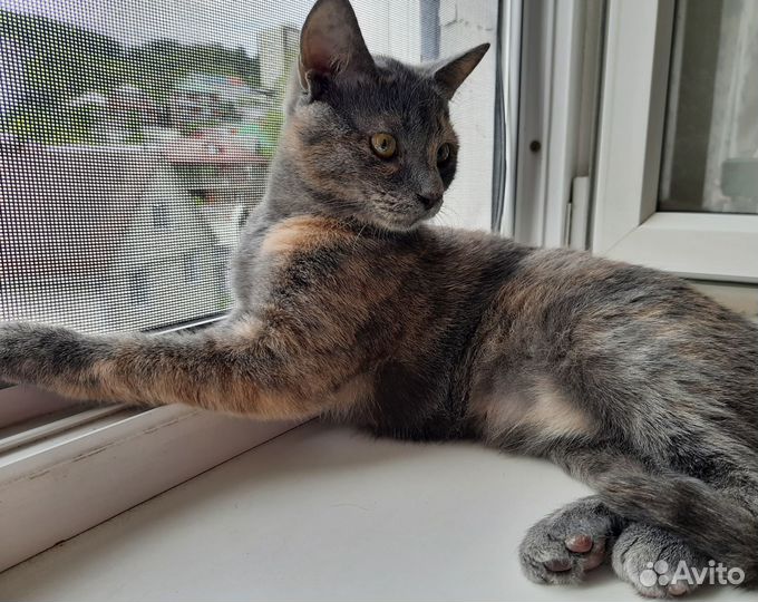 Кошечка-подросток