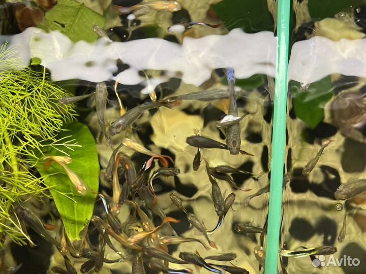 Аквариумные рыбки гуппи