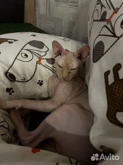 Продам сфинкса