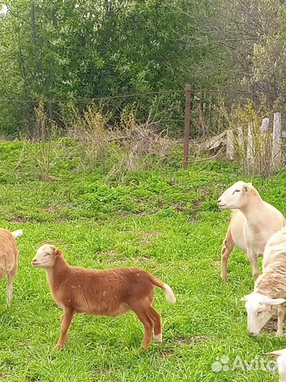 Катумский баран