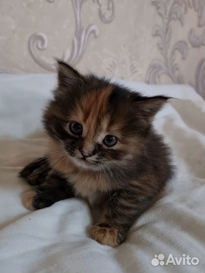 Котенок