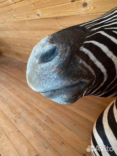 Чучело животного