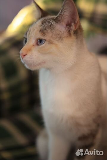 Красивая ласковая кошка ищет дом