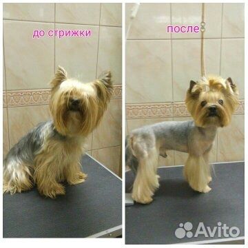 Стрижка собак