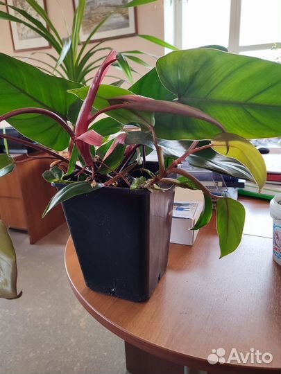 Калатея и филодендрон