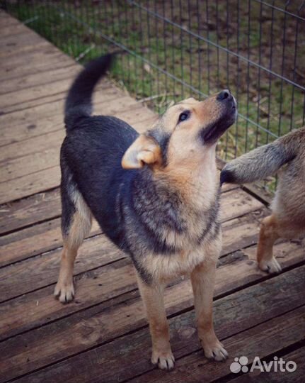 Собака дворняга