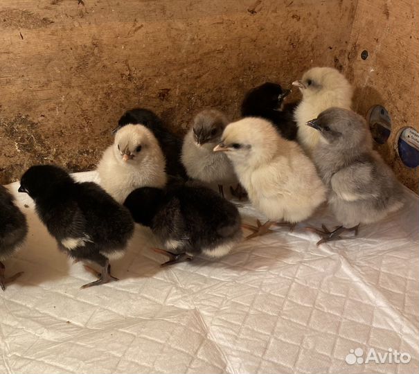 Цыплята шелковые и сильверудд