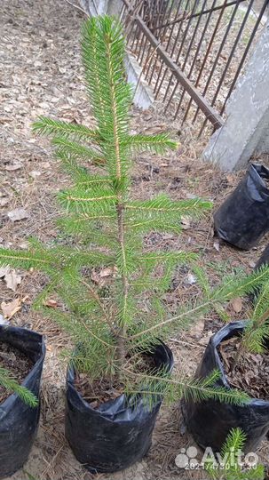 Ель зелëная