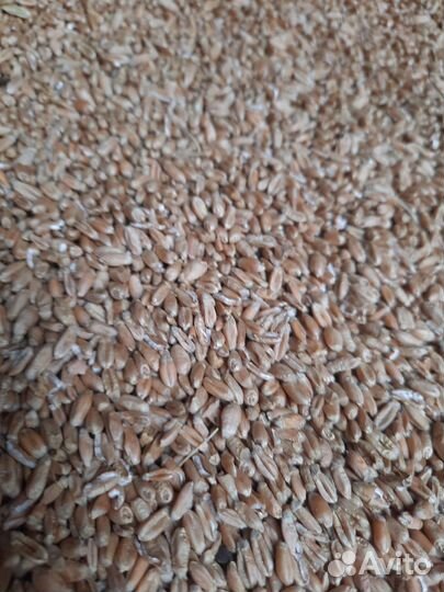 Зерно пшеница находимся в рязанской области