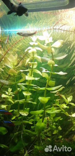 Аквариумные растения